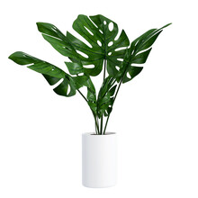 Monstera In A Pot Isolated On White Background, Close Up Of Tropical Leaves Or Houseplant That Grow Indoor For Decorative Purpose.