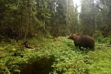 Wall Mural - brown bear in the forest valley
