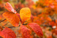 Red Wet Leaves On A Branch Close Up, Natural Nature, Beautiful Autumn Background. Copy Space.