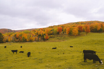 Cows in  farm , Massachusetts  autumn