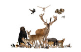 Fototapeta Zwierzęta - Large group of many european animals, fauna, bear, lynx, red deer, red fox, bird, rodent, isolated
