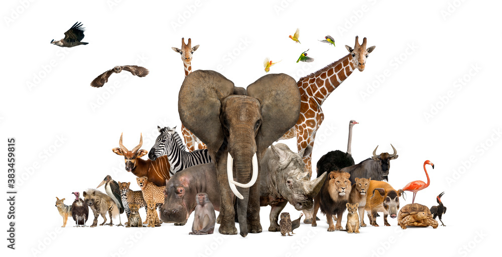 Large group of African fauna, safari wildlife animals together, in a row, isolated - obrazy, fototapety, plakaty 