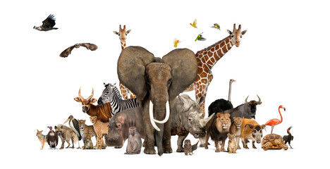 large group of african fauna, safari wildlife animals together, in a row, isolated