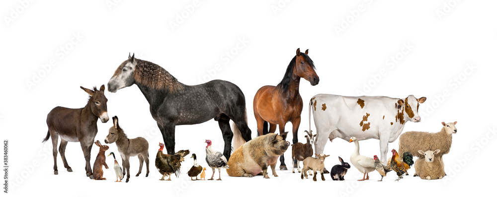 Large group of many farm animals standing together - obrazy, fototapety, plakaty 