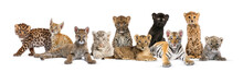Large Group Of Many Wild Cats Cub Together In A Row