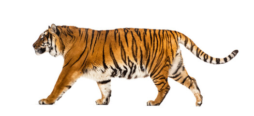 Side view of a Tiger walking away, isolated on white