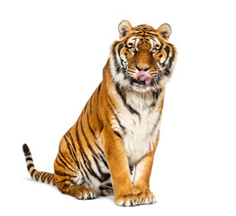 Tiger sitting and cleanning itself, isolated on white