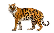 Side View, Profile Of A Tiger Standing, Isolated On White