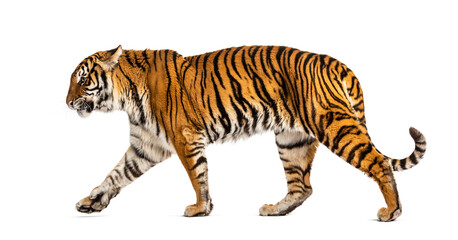 Wall Mural - Side view of a Tiger walking away, isolated on white