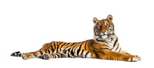 Tiger Lying Down Isolated On White