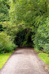 Wall Mural - Stellagill Woods - County Durham United Kingdom