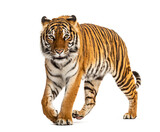 Fototapeta Zwierzęta - Tiger prowling, approaching and looking at the camera, isolated