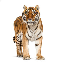 Tiger Standing Up In Front Of A White Background