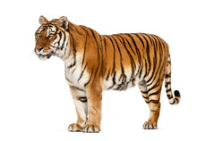 Side View, Profile Of A Tiger Standing, Isolated On White