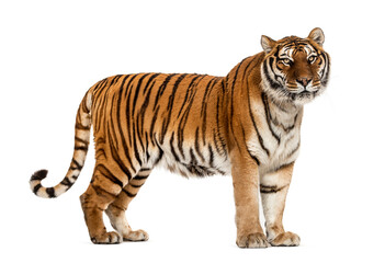 Wall Mural - side view, profile of a tiger standing, isolated on white