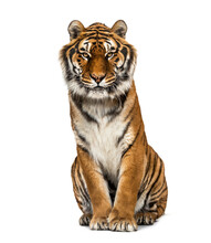 Tiger Sitting Looking At The Camera, Isolated On White