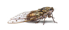 Grey Cicada, Isolated On White