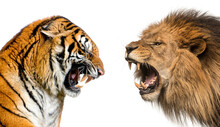 Side View Of A Lion And A Tiger Roaring Ready To Fight, Isolated