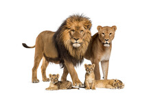 Family Of Lion, Adult And Cub, Isolated. Wild Cat