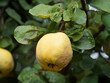 Gros plan sur un coing ou pomme de Cydon, fruit duveteux, jaune doré du cognassier au feuillage vert amande à blanc argenté 