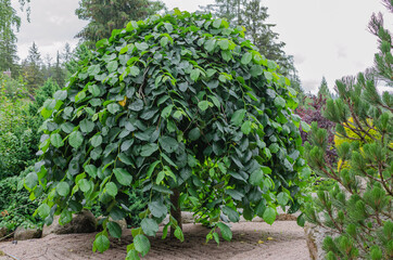 tree in japanese garden - hornbeam elm- ulmus glabra camperdownii, long hanging branches with lot of