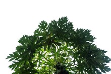 Papaya Tree Leaves On White Isolated Background For Green Foliage Backdrop 