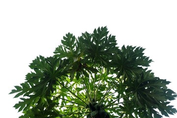 Papaya tree leaves on white isolated background for green foliage backdrop 