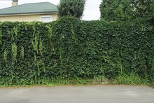 Part Of A Wall Overgrown With Green Vegetation With Leaves On The Street