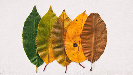 Wall Mural - The leaves changing colors from green to brown