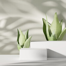 3D Background. Podium, Pedestal  And Green Plant On White With Monstera Palm Shadow. Beauty, Natural Cosmetic, Product Promotion Showcase Set. Abstract Minimal Elegant, Studio Scene. 3D Render
