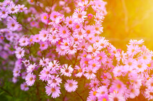 Autumn Flowers Aster Novi-belgii Vibrant Light Purple Color In Full Bloom In The Garden. Flare