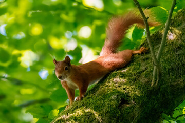 Wall Mural - Squirrel on a tree. Squirrel in the forest