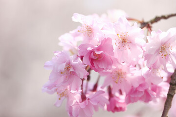 Naklejka na meble 春の嵐山