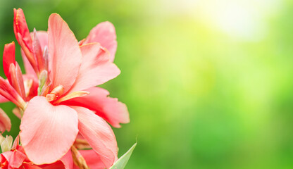 Wall Mural - Red flowers in beautiful nature on blurred background