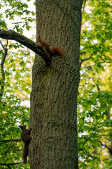 Wall Mural - Squirrel sitting on a tree