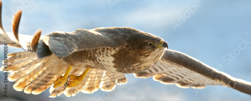 Cuadros en Lienzo Common buzzard. Bird of prey in flight, flying bird. Buteo buteo