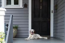 Traditional Homes In Southern America Streetscape Dog Resting On Front Porch