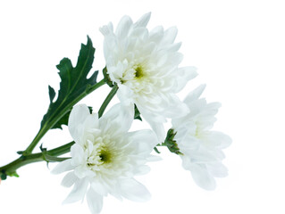 Chrysanthemum flower isolated on white background