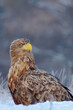 © YaD - White-tailed eagle. Bird of prey in winter. Haliaeetus albicilla