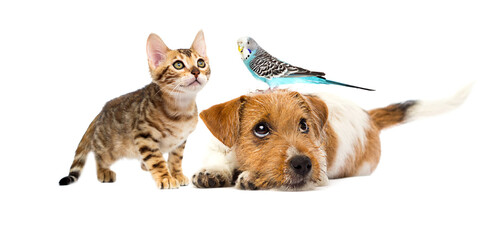 Wall Mural - dog and cat and parrot on white background