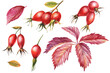 Red berries. Set of rosehip and autumn leaves on a white background, watercolor drawings.