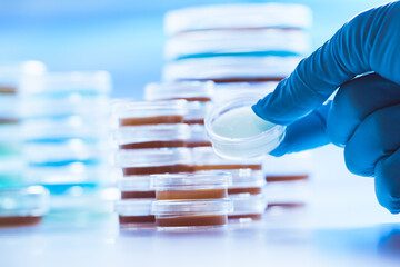 Wall Mural - Petri dishes in the microbiology laboratory of a medical clinic