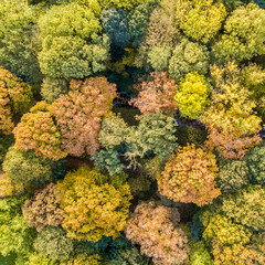 Poster - city park in october  autumn colors