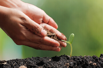 Wall Mural - agriculture plant seeding growing step concept in garden