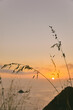 © Cavan Images - Blade of grass against misty sunset over cliffs of Pacific Ocean in Baja, Mexico.