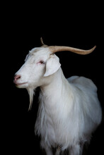 Portrait Of Cashmere Goat Standing Indoors