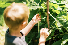 Little Child Picking A Long Green Bean In The Garden