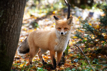 Wall Mural - curious young red fox portrait close up