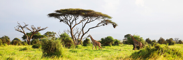 masai giraffe, massai-giraffe in amboseli national park, kenya, africa.