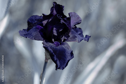 Beautiful purple black iris flower